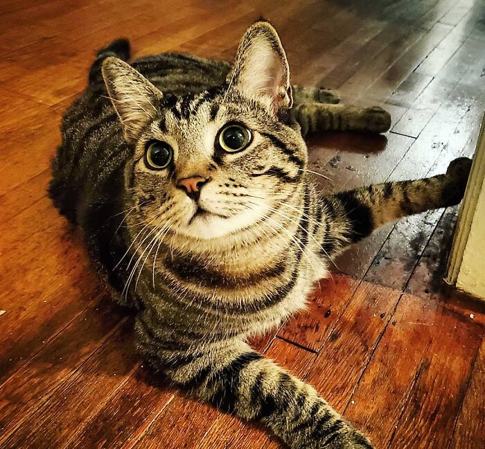 Tabby cat with large eyes lying on wooden floor, known as the romantic trash-collecting cat winning hearts worldwide. Tabby cat with large eyes lying on wooden floor, known as the romantic trash-collecting cat winning hearts worldwide.