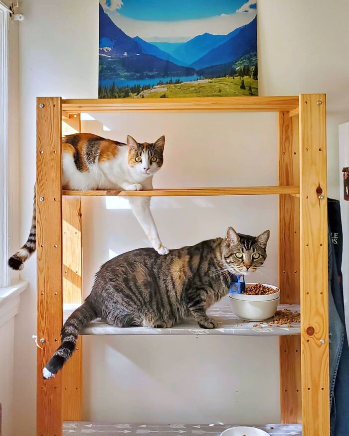 Two cats on wooden shelves in a sunlit room, featuring the romantic trash-collecting cat Gonzo winning hearts worldwide. Two cats on wooden shelves in a sunlit room, featuring the romantic trash-collecting cat Gonzo winning hearts worldwide.