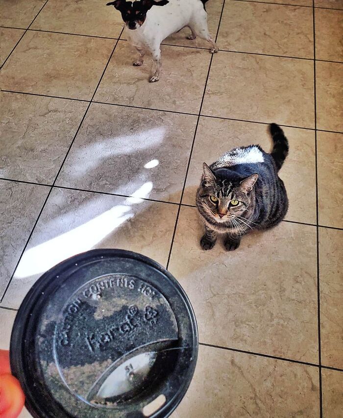 Tabby cat named Gonzo sitting on tiled floor next to a small dog, near a hand holding a plastic lid. Tabby cat named Gonzo sitting on tiled floor next to a small dog, near a hand holding a plastic lid.