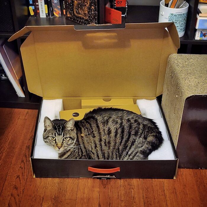 Tabby cat Gonzo resting inside an open cardboard box with packing foam on a wooden floor in a cozy room. Tabby cat Gonzo resting inside an open cardboard box with packing foam on a wooden floor in a cozy room.