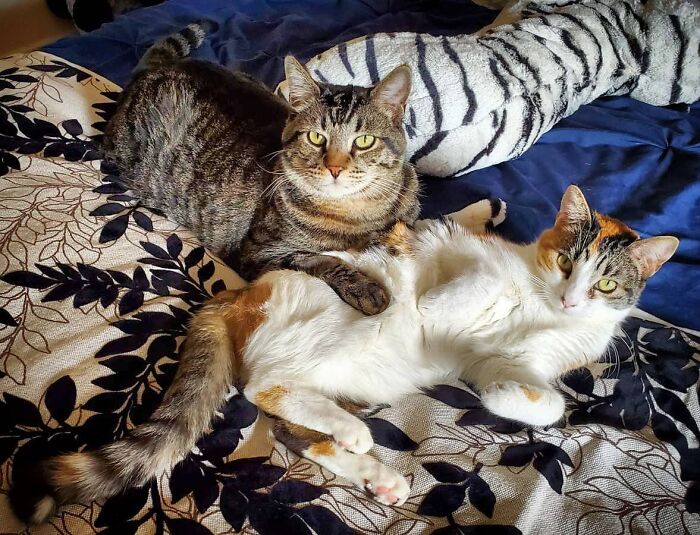 Two cats lying close together on a bed, featuring Gonzo the romantic trash-collecting cat winning hearts worldwide. Two cats lying close together on a bed, featuring Gonzo the romantic trash-collecting cat winning hearts worldwide.