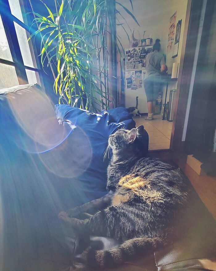 Gonzo the romantic trash-collecting cat relaxing on a sofa bathed in sunlight near a large indoor plant. Gonzo the romantic trash-collecting cat relaxing on a sofa bathed in sunlight near a large indoor plant.