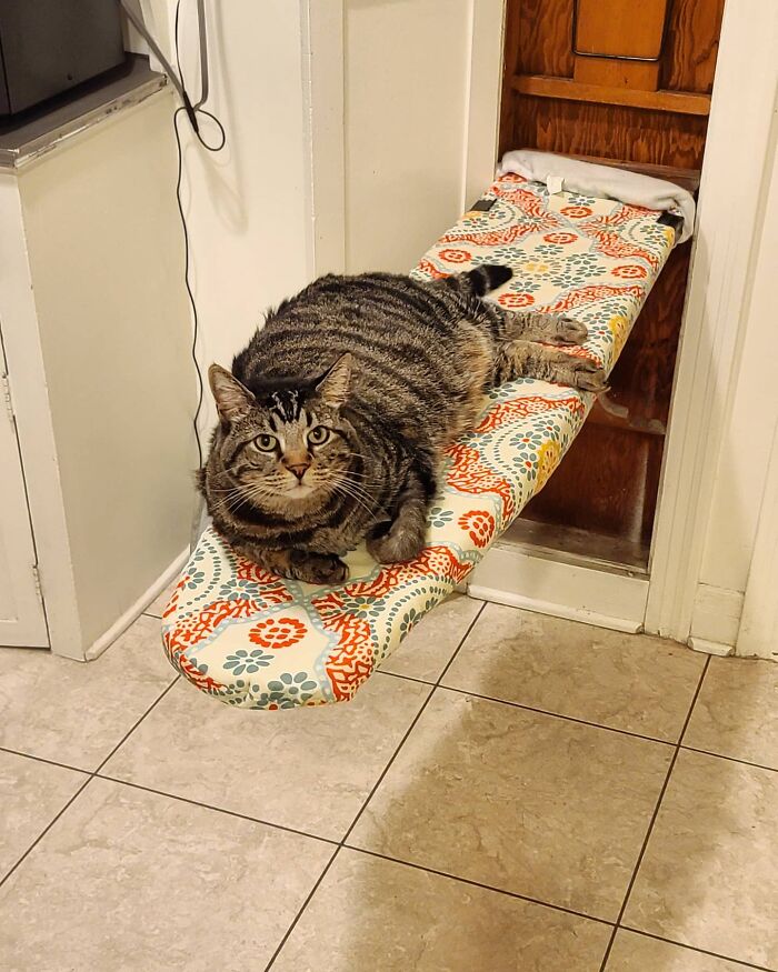 Tabby cat Gonzo resting on a patterned ironing board inside a home, showing the romantic trash-collecting cat personality. Tabby cat Gonzo resting on a patterned ironing board inside a home, showing the romantic trash-collecting cat personality.