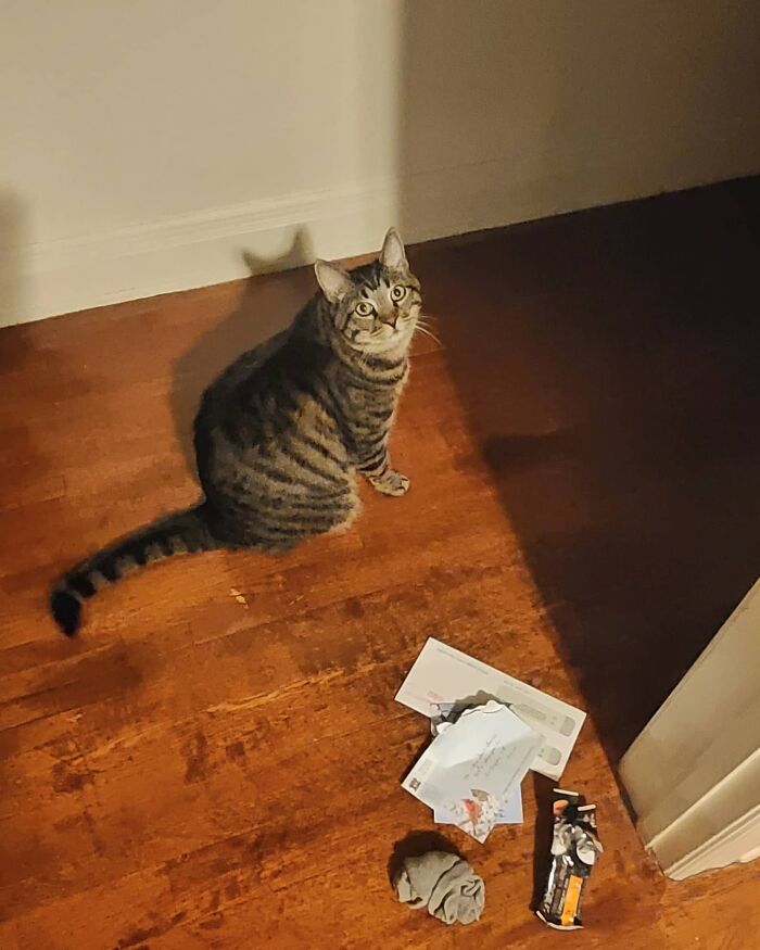 Tabby cat sitting on wooden floor near collected trash and scattered papers, showcasing romantic trash-collecting cat behavior. Tabby cat sitting on wooden floor near collected trash and scattered papers, showcasing romantic trash-collecting cat behavior.