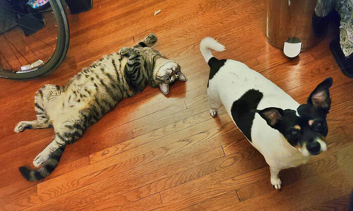 Tabby cat lying on wooden floor next to small black and white dog showing the romantic trash-collecting cat Gonzo. Tabby cat lying on wooden floor next to small black and white dog showing the romantic trash-collecting cat Gonzo.