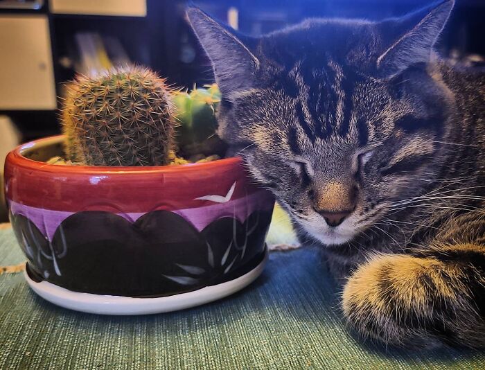 Tabby cat resting beside a colorful pot with cacti, representing Gonzo the romantic trash-collecting cat warming hearts worldwide. Tabby cat resting beside a colorful pot with cacti, representing Gonzo the romantic trash-collecting cat warming hearts worldwide.