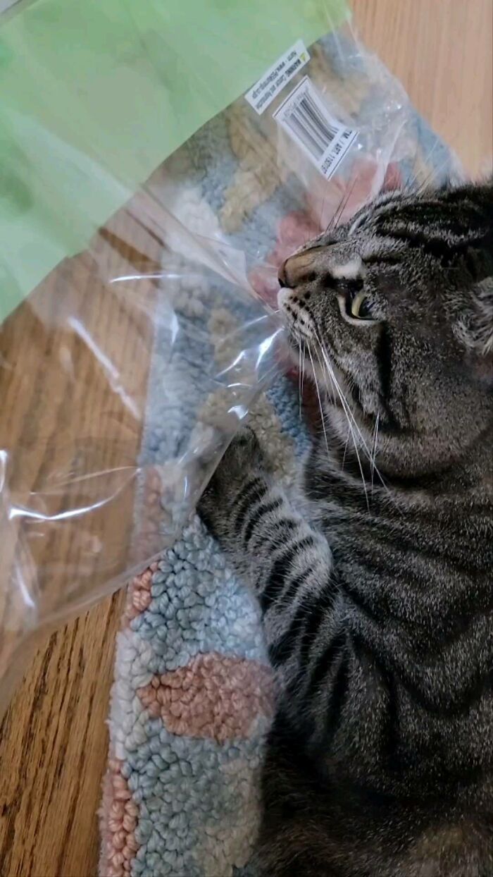 Tabby cat named Gonzo playing with a plastic wrapper, known as the romantic trash-collecting cat winning hearts worldwide. Tabby cat named Gonzo playing with a plastic wrapper, known as the romantic trash-collecting cat winning hearts worldwide.