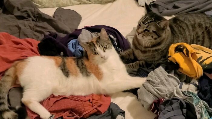 Two cats lying on a bed surrounded by clothes, showcasing the romantic trash-collecting cat winning hearts worldwide. Two cats lying on a bed surrounded by clothes, showcasing the romantic trash-collecting cat winning hearts worldwide.