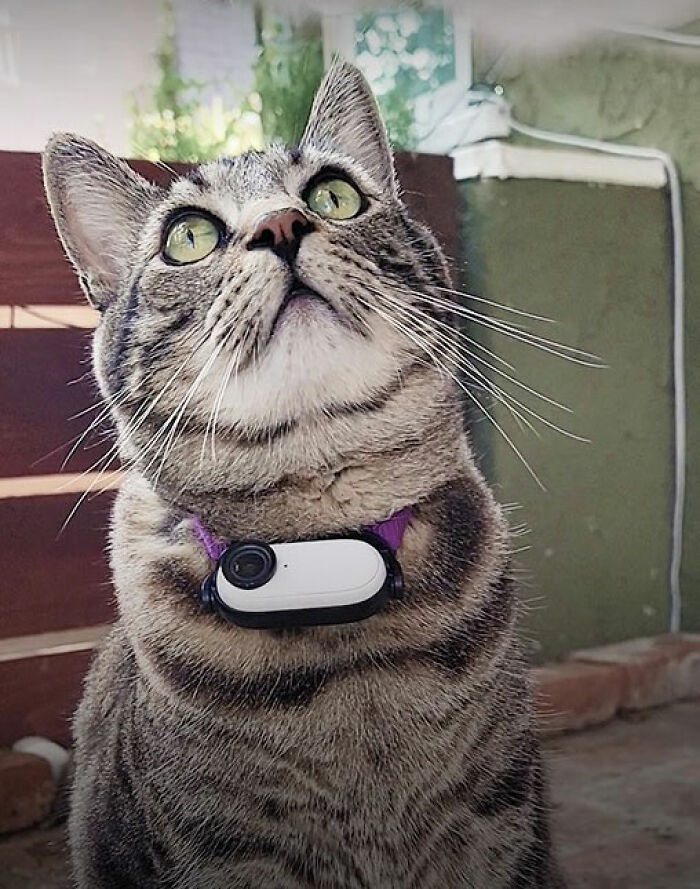 Tabby cat named Gonzo wearing a small camera on purple collar, known as the romantic trash-collecting cat winning hearts worldwide. Tabby cat named Gonzo wearing a small camera on purple collar, known as the romantic trash-collecting cat winning hearts worldwide.