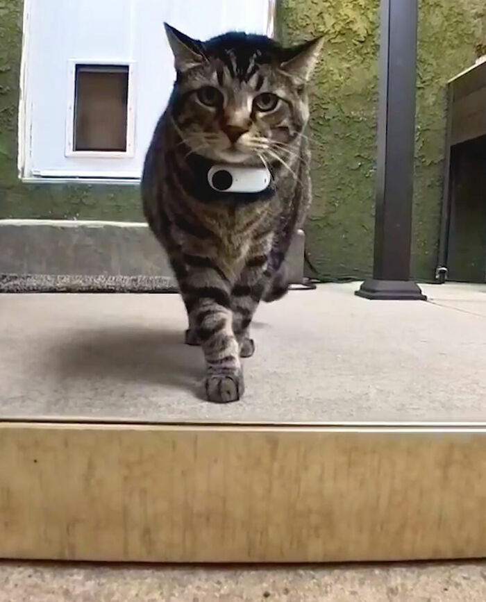 Tabby cat named Gonzo wearing a collar, walking confidently outdoors as a romantic trash-collecting cat. Tabby cat named Gonzo wearing a collar, walking confidently outdoors as a romantic trash-collecting cat.