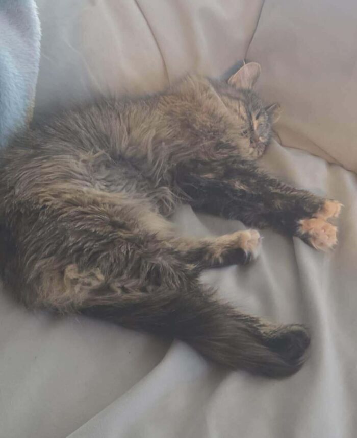 Fluffy cat sleeping peacefully on a couch, representing a wholesome adoption moment as a new addition to the family.