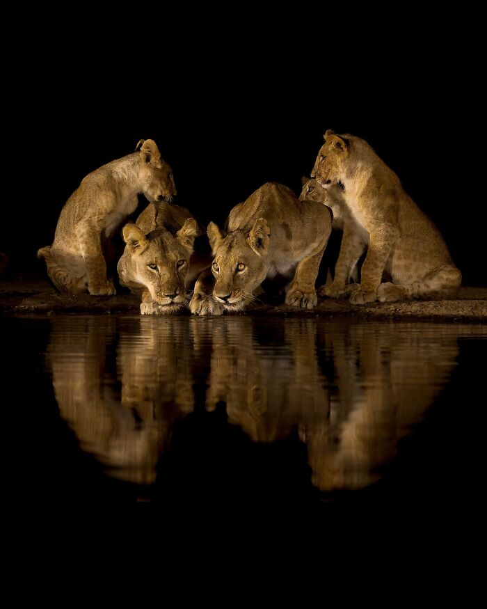 Group of lions reflected in water at night, showcasing breathtaking animal photos celebrating the beauty of the wild.