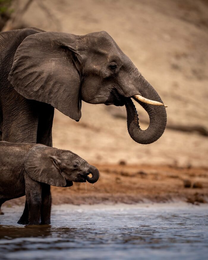 Adult and baby elephants drinking water in the wild, showcasing breathtaking animal photos celebrating the beauty of the wild.