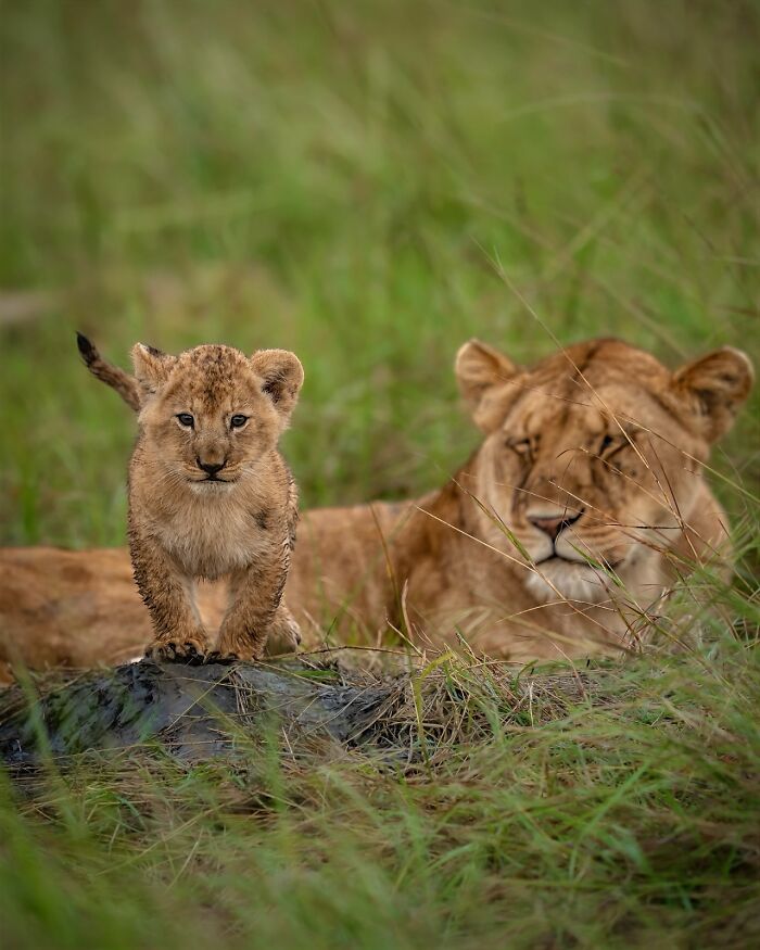 Lion cub standing on a log with a resting lioness in the background, showcasing breathtaking animal photos of the wild.
