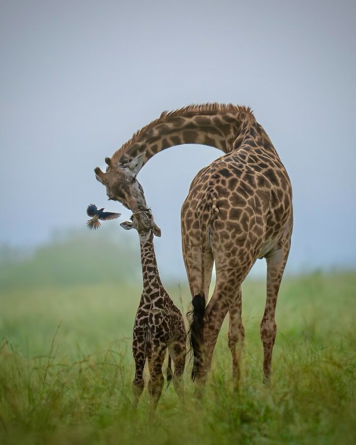 Adult giraffe gently nuzzling baby giraffe in wild grassland, with a bird flying nearby, showcasing breathtaking animal photos.