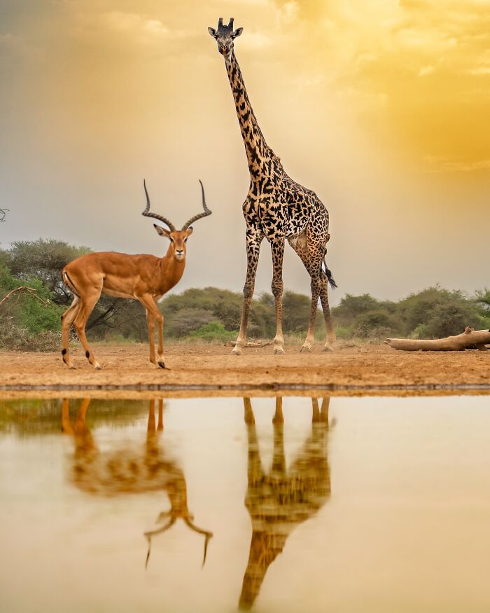 Giraffe and antelope standing near water with reflections at sunset in breathtaking wild animal photo.
