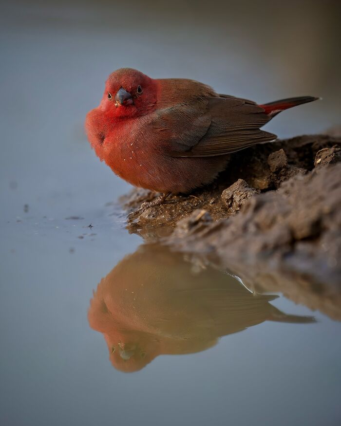 Close-up of a vibrant red bird reflected in water, showcasing breathtaking animal photos celebrating the beauty of the wild.