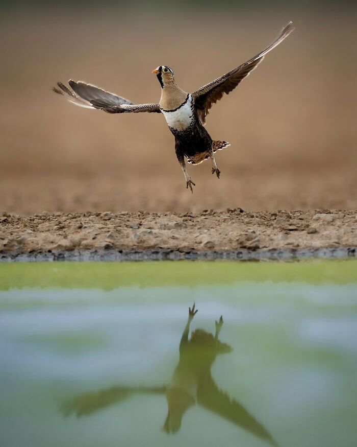 Bird in mid-flight above a water body with reflection, showcasing breathtaking animal photos celebrating the beauty of the wild.