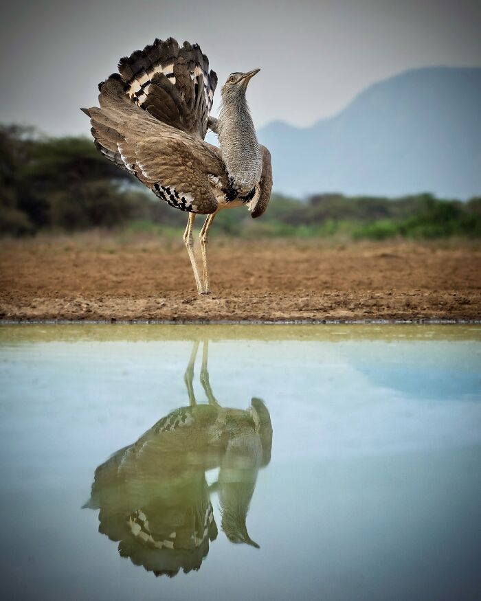 Large wild bird with fanned tail standing near water, reflecting in calm surface in breathtaking animal photo of the wild.