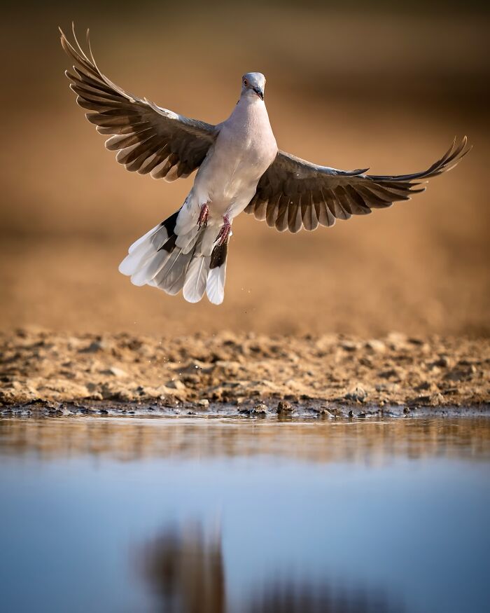 Pigeon in mid-flight above water, captured in a breathtaking animal photo showcasing the beauty of the wild.