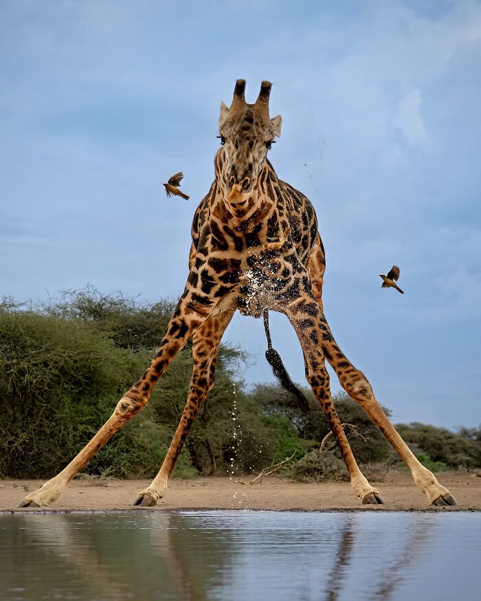 Giraffe drinking water at a wild watering hole with birds flying nearby in a breathtaking animal photo.