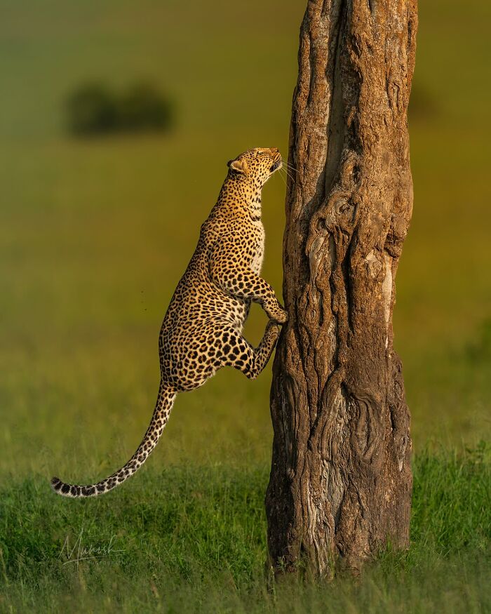Leopard climbing a tree in a wild grassy landscape, showcasing breathtaking animal photos of the beauty of the wild.