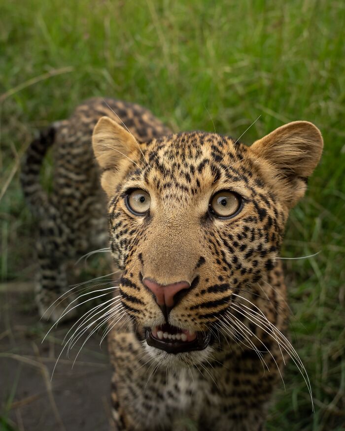 Close-up of a wild leopard with intense eyes surrounded by green grass in a breathtaking animal photo from the wild.