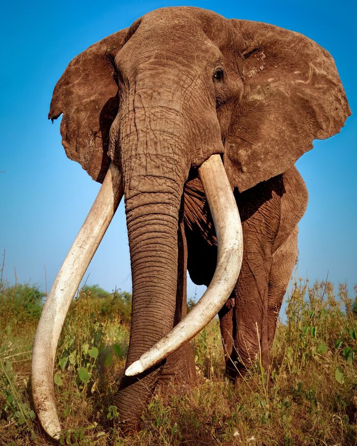 Close-up of an elephant in the wild showcasing breathtaking animal beauty in a natural habitat under clear blue sky.