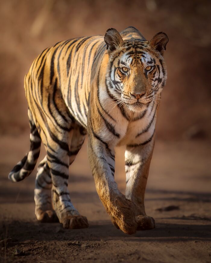 Tiger walking in its natural habitat, showcasing the breathtaking beauty of wild animal photography.