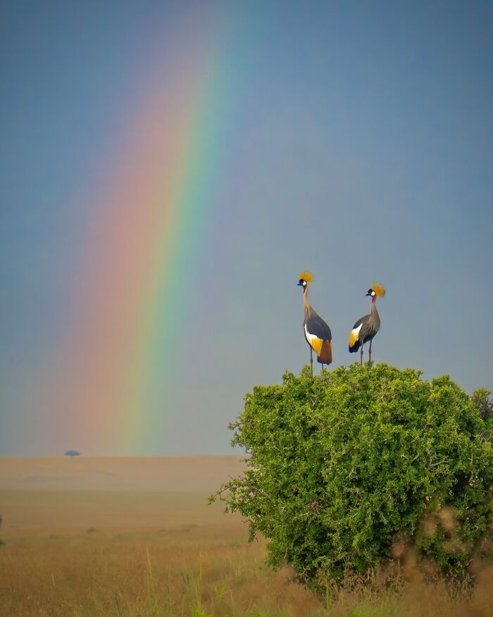 Two wild birds perched on a bush in a savannah landscape with a vibrant rainbow in the background.