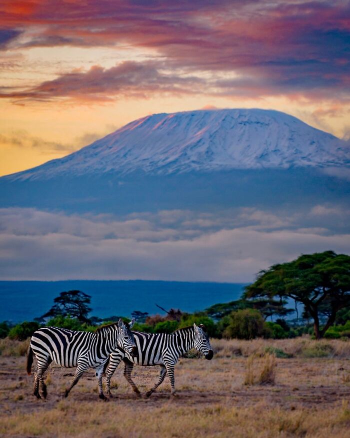 Zebras walking in the wild with Mount Kilimanjaro in the background, showcasing breathtaking animal photos in nature.