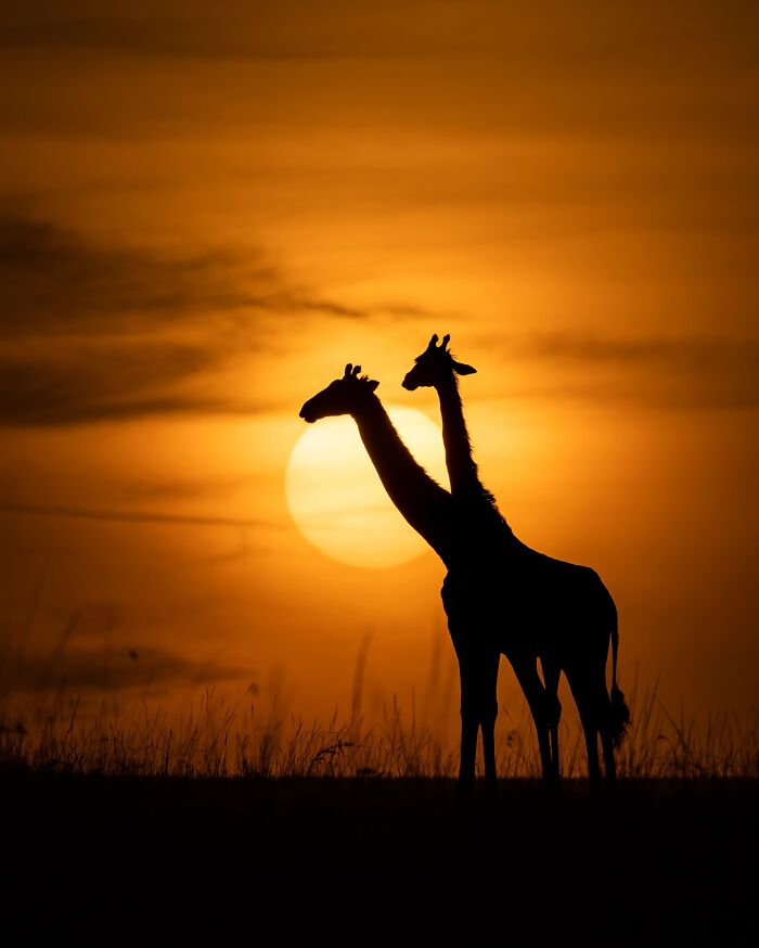 Silhouettes of two giraffes at sunset in the wild, showcasing breathtaking animal photos celebrating nature's beauty.
