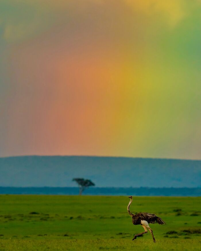 Ostrich running across the green wild plain under a colorful sky, showcasing breathtaking animal beauty in the wild.