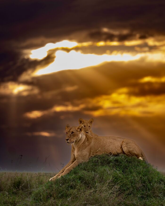 Two lions resting on a grassy mound under dramatic sunset skies in breathtaking wild animal photos.