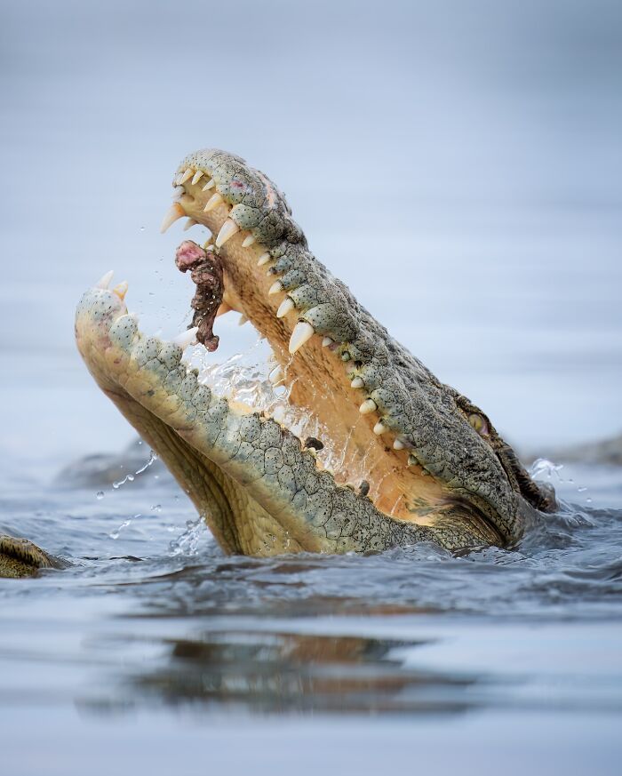 Close-up of a wild crocodile in water with jaws open, showcasing breathtaking animal beauty in the wild.