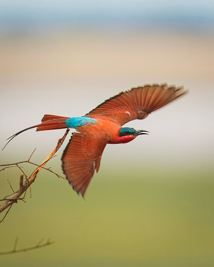 Colorful bird in mid-flight above a branch, showcasing the beauty of the wild in breathtaking animal photos.
