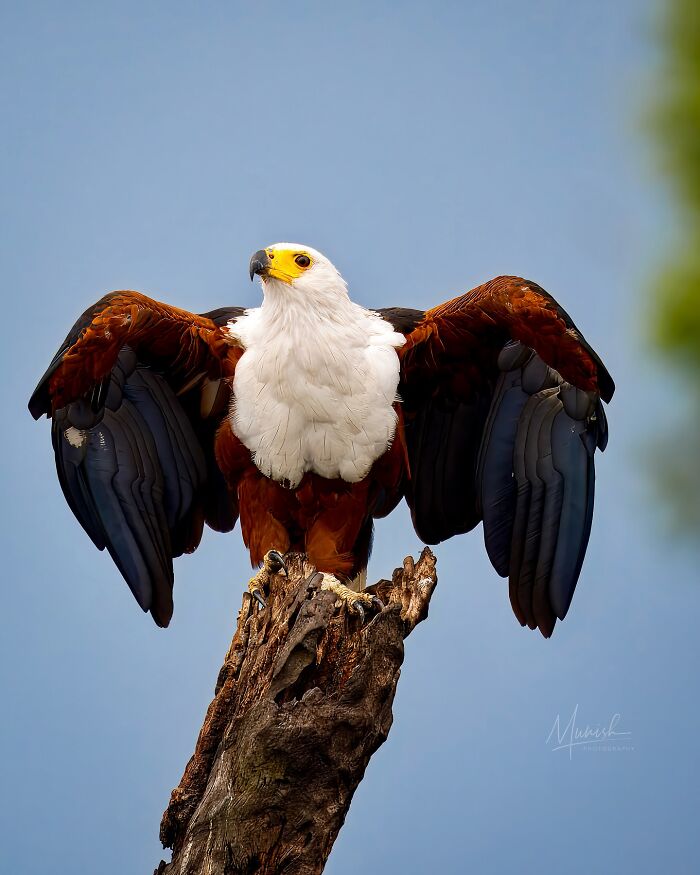 Majestic eagle with wings spread perched on a tree stump, showcasing breathtaking animal beauty of the wild.