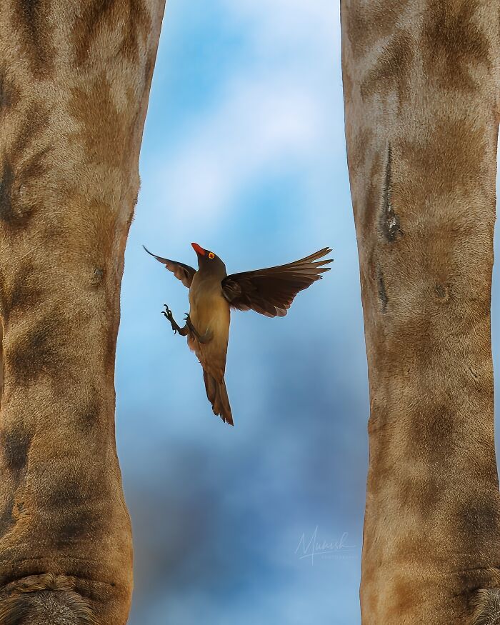 Bird with wings spread in flight between two giraffe legs in a breathtaking animal photo celebrating the beauty of the wild.