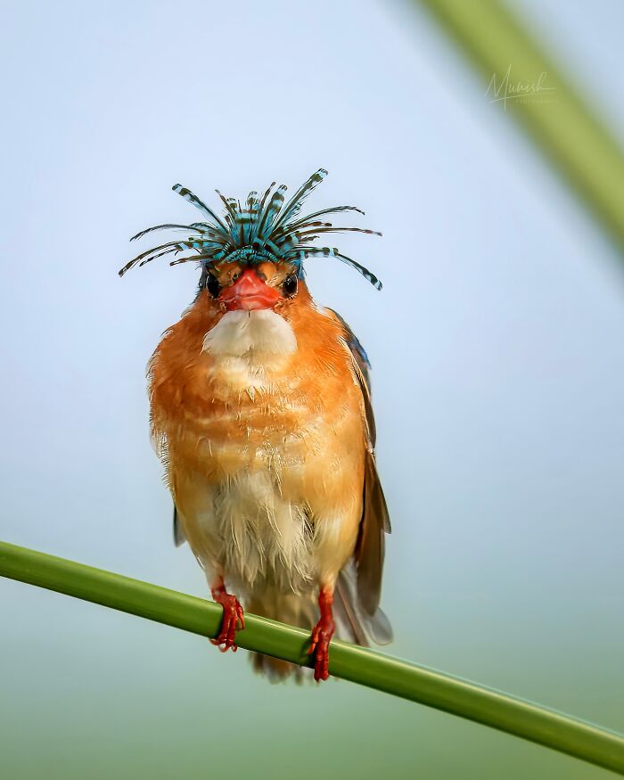 Colorful bird with striking blue feather crown perched on a green stem, showcasing breathtaking animal beauty of the wild.