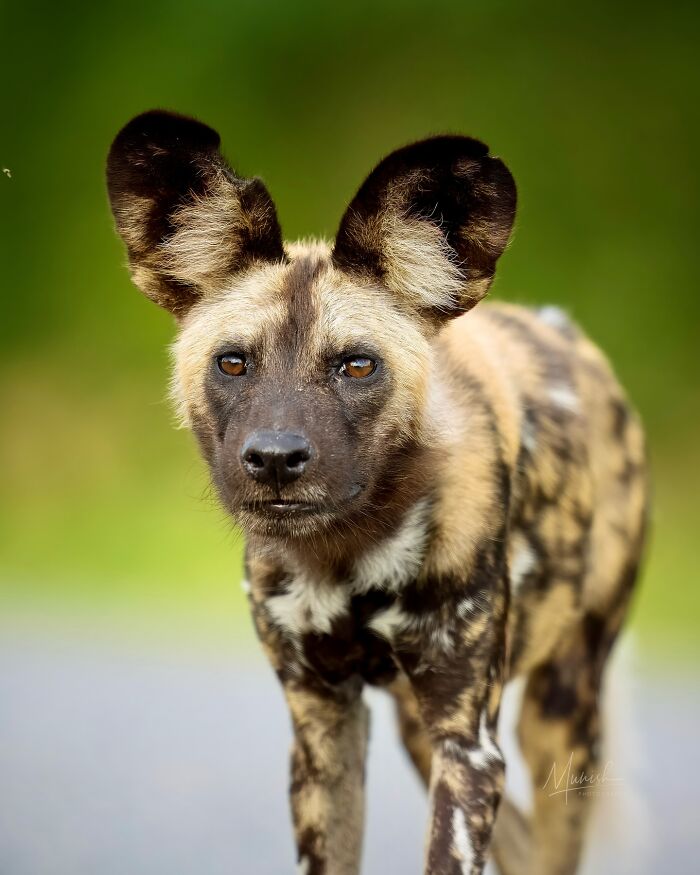 Close-up of a wild African painted dog showcasing the beauty of the wild in a natural green background setting.