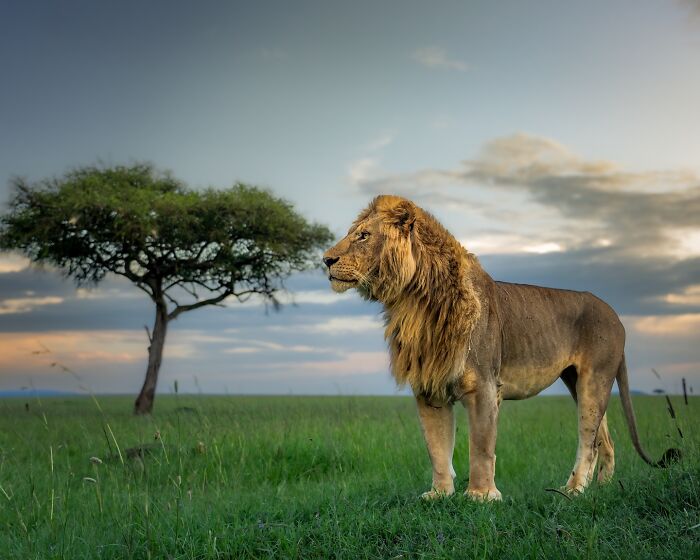 Lion standing on a grassy plain at sunset, showcasing breathtaking animal photos that celebrate the beauty of the wild.