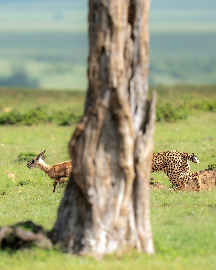 Cheetah chasing antelope in the wild, showcasing breathtaking animal photos that celebrate the beauty of nature.