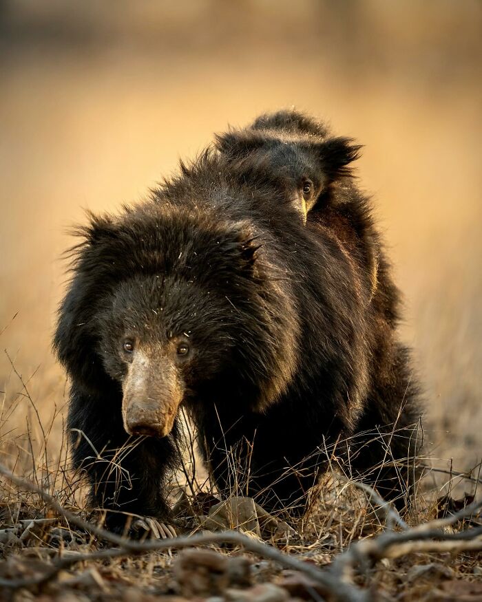 Close-up of a wild bear with its cub on its back in natural habitat, showcasing breathtaking animal photos of the wild.