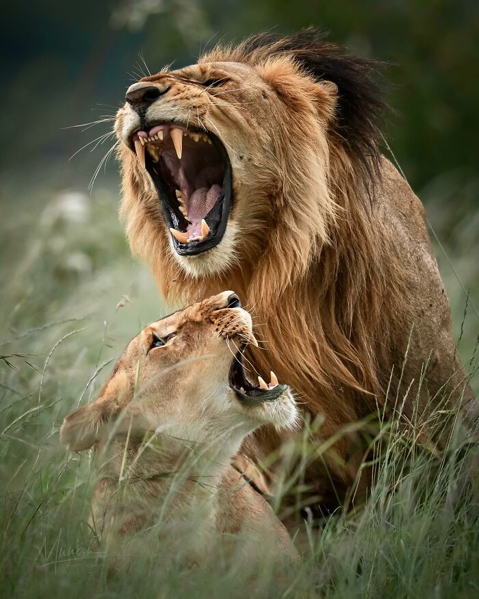 Two lions with open mouths in grass, showcasing breathtaking animal photos capturing the beauty of the wild.