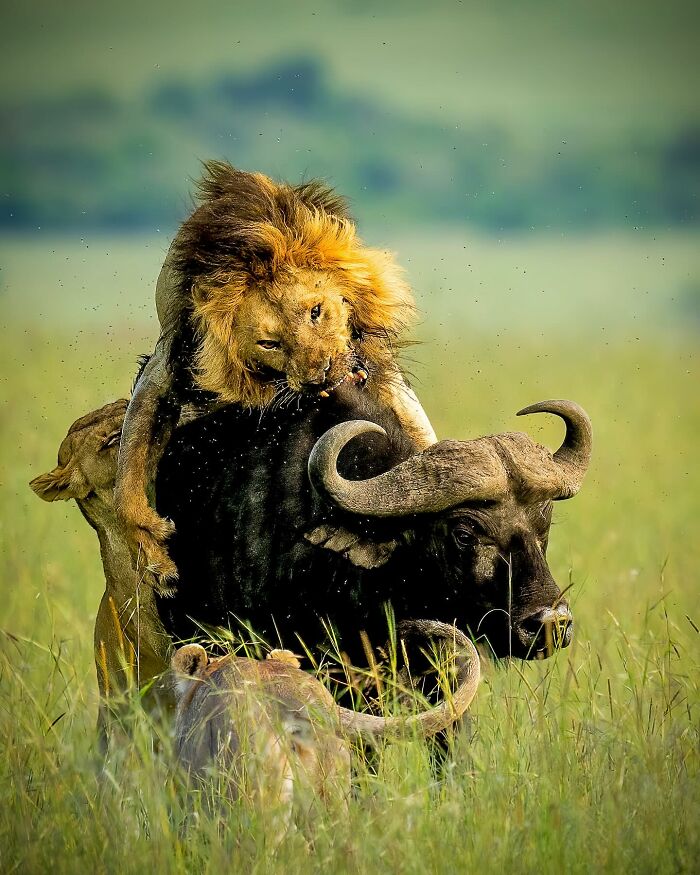 Lion and lionesses hunting a buffalo in the wild, showcasing breathtaking animal photos celebrating the beauty of the wild.