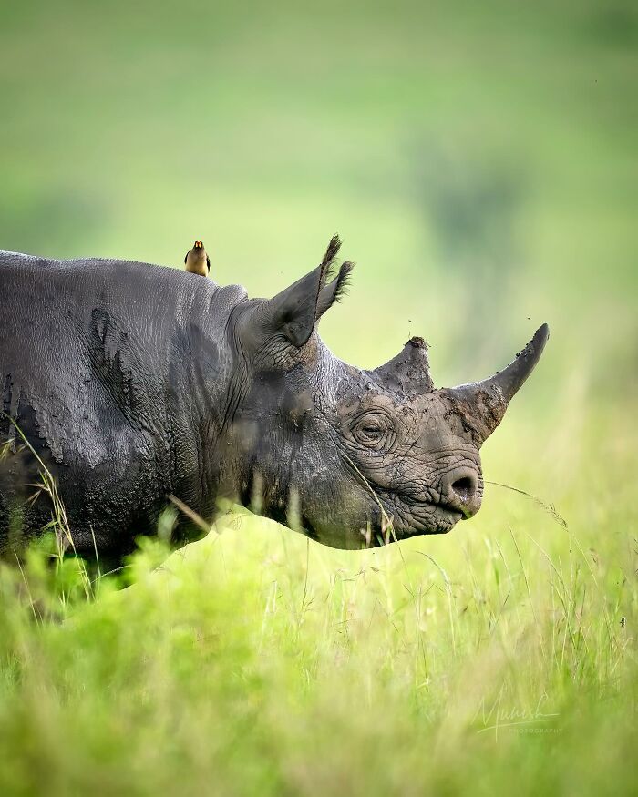 Young rhinoceros standing in tall grass with a small bird perched on its back, showcasing the beauty of the wild.