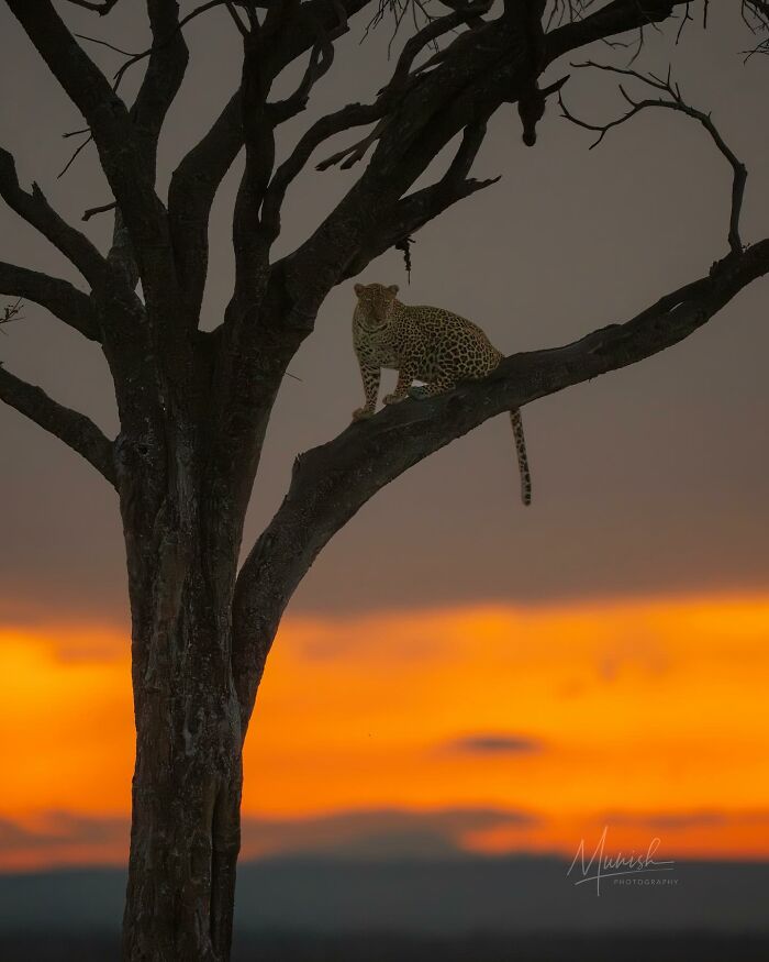 Leopard perched on a tree branch at sunset, showcasing breathtaking animal beauty in the wild.