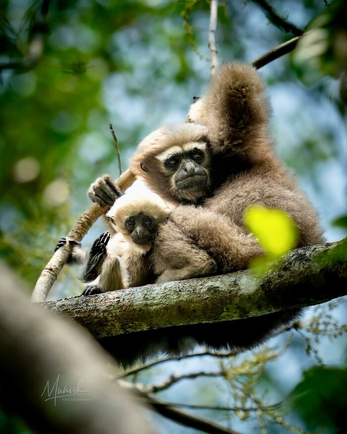 Two wild monkeys resting closely on a tree branch in a breathtaking animal photo celebrating the beauty of the wild.