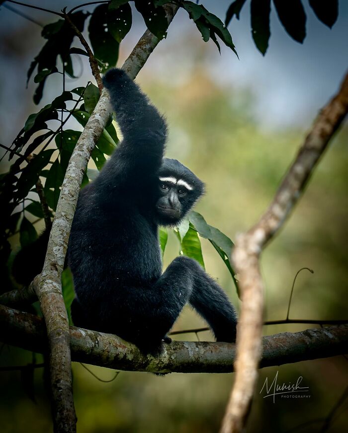 Black monkey sitting on a tree branch in the wild, showcasing breathtaking animal photos of nature's beauty.