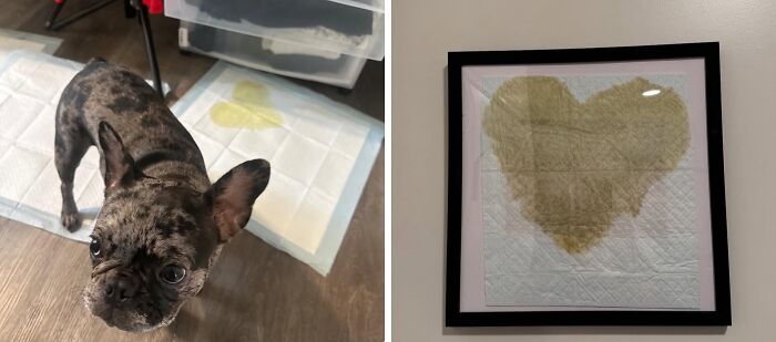 A dog standing on a craft project pad next to a framed failed craft shaped like a heart on a wall.